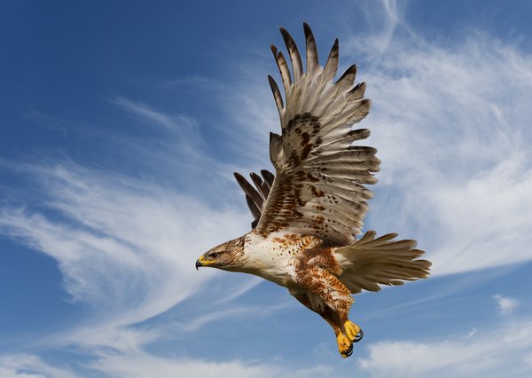 This Ferruginous Hawk is the largest of the Buteos hawks with a wingspan of up to 4 to 5 feet.