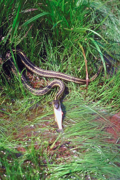 Garter snakes swallow their prey whole.