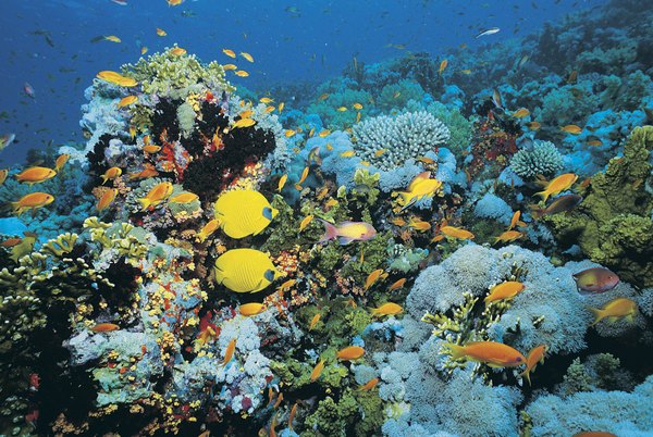 Fish on Shark Reef, Egypt.