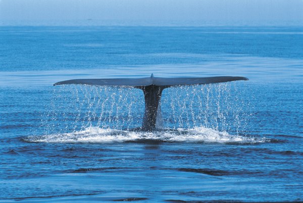 Blue whale off the coast of Mexico