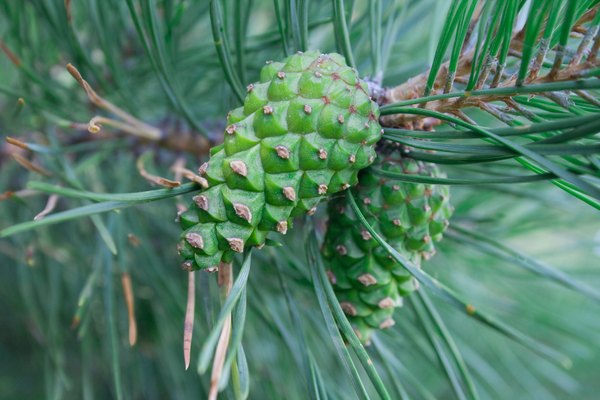 A close-up of green cones on a fir tree.