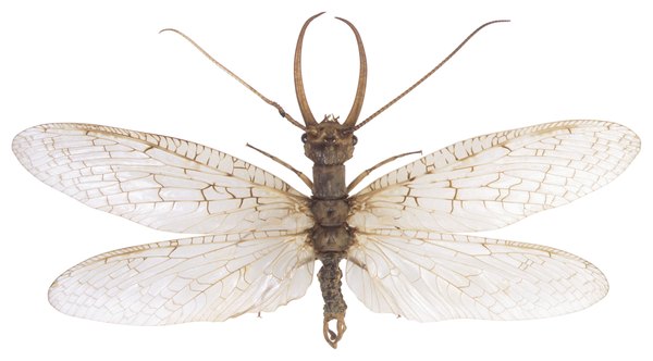 Life Cycle of a Dobsonfly | Animals - mom.me