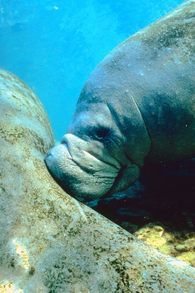 Photo Credit: Jupiterimages/Photos.com/Getty Images Manatees graze on seagrasses with flexible lips and flat molars.