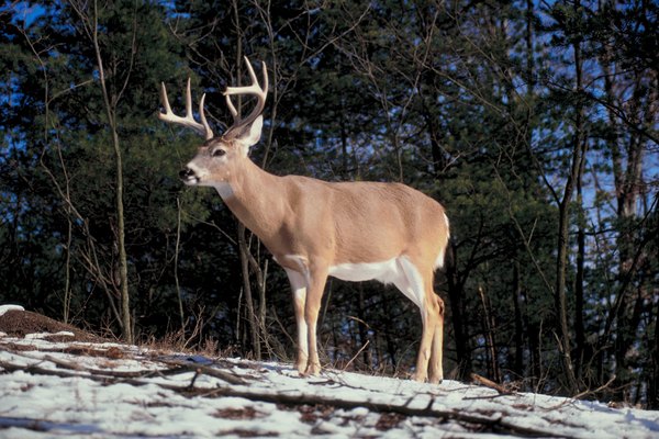 deer with antlers in forest