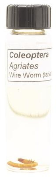 How To Get Rid Of Wireworms In A Garden Home Guides Sf Gate