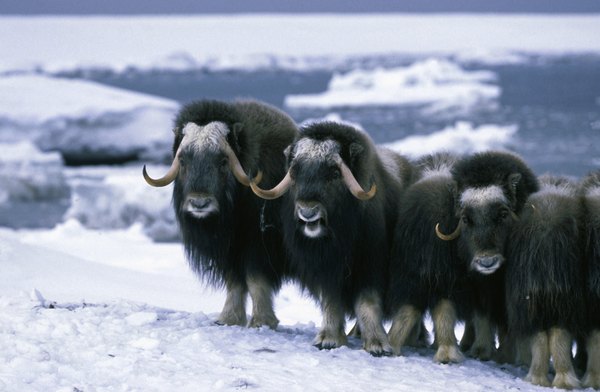 Photo Credit: Hemera Technologies/Photos.com/Getty Images Musk Oxen