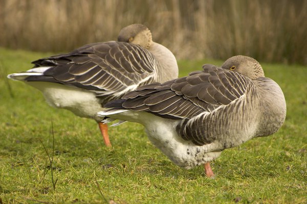 Two White-fronted geese sleep on the grass.