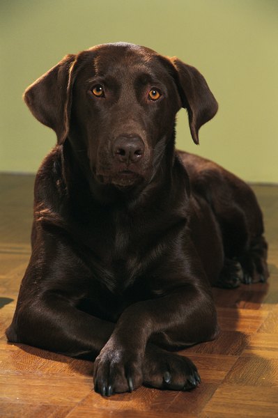 Does a Chocolate Labrador Have White Hair? - Pets
