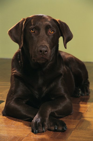 facts-about-chocolate-labradors-pets