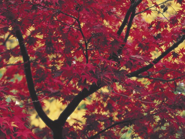 deciduous forest maple tree