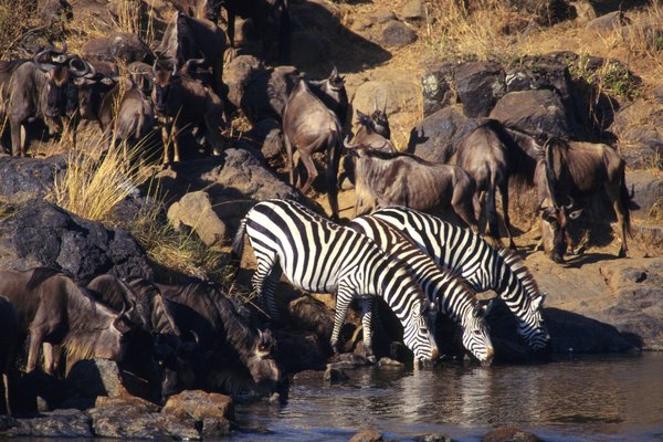 An ecosystem community is defined by all the different populations of species co-existing in the same habitat.