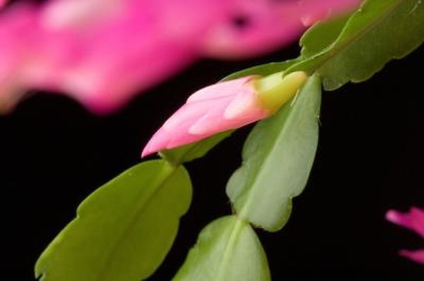 How To Stimulate Root Growth In A Christmas Cactus Home Guides How To Stimulate Root Growth In A Christmas Cactus