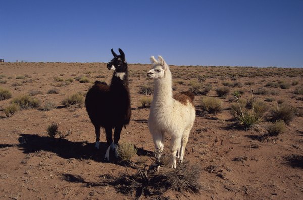 Photo Credit: Jupiterimages/liquidlibrary/Getty Images Llamas