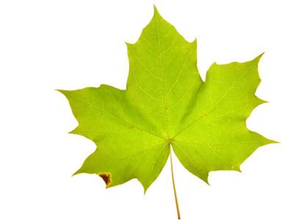 Image result for maple tree leaf