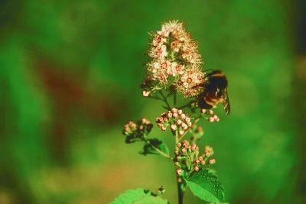 How To Propagate False Spirea Home Guides Sf Gate How To Propagate False Spirea Home Guides Sf Gate