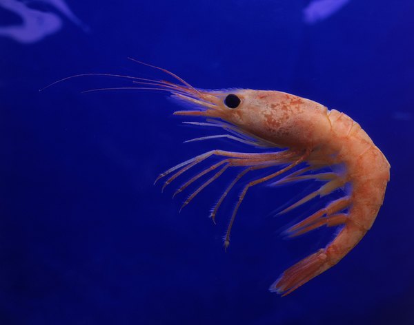 Photo Credit: Purestock/Purestock/Getty Images shrimp in water