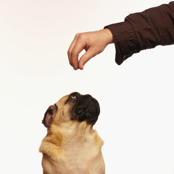 Pugs & Blindness - Pets