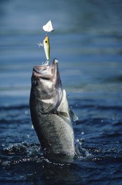 Information on Fishing on Hammertown Lake in Jackson, Ohio