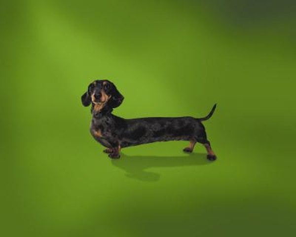 Dachshund Deformities - Pets