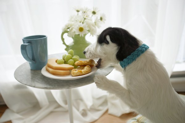 How to Get a Dog to Stop Eating Food on the Coffee Table