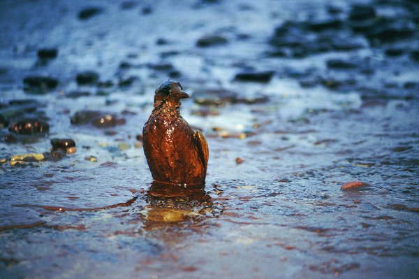 Birds that are considered 