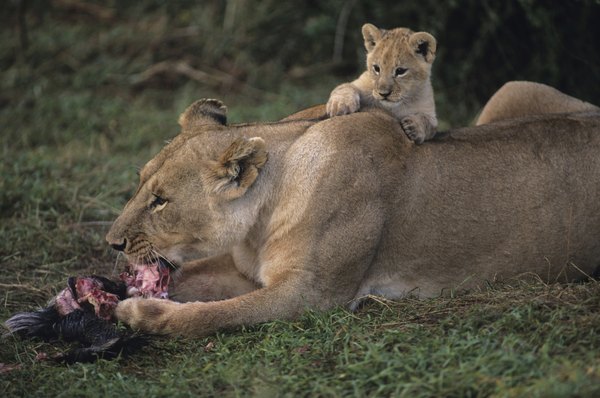 Lions feeding.