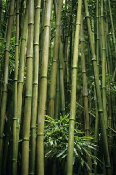 Do It Yourself Bamboo Curtain Rods Home Guides Sf Gate