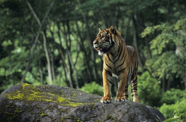 A sumatran tiger stands on a rock in the jungles of Indonesia.