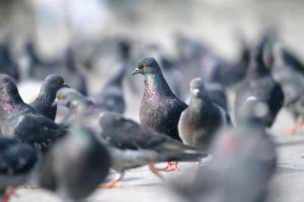 Pigeons.