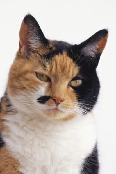 What Is a Diluted Calico Cat Pets
