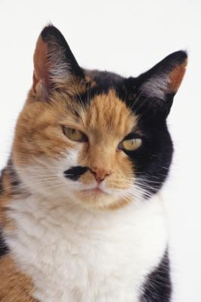 male calico cat