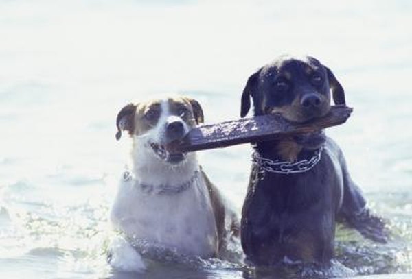 Separating Two Dogs Who Have Lived Together Their Whole Lives - Pets