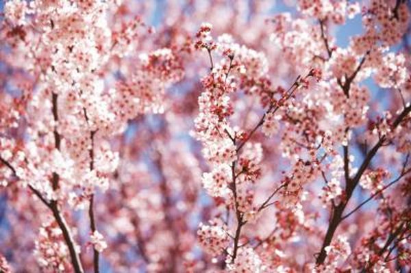 Types Of Cherry Blossom Trees Home Guides Sf Gate