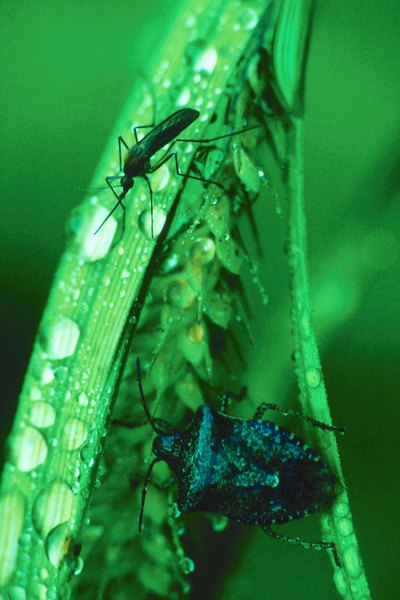 Dragonfly nymphs eat  mosquito larvae.