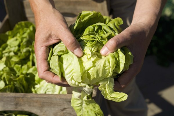 Folhas verdes escuras são ricas em nutrientes e baratas.