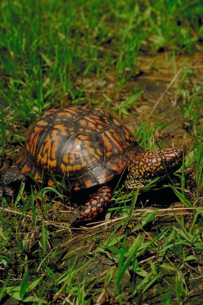 Box Turtle Habitat & Nesting Areas | Animals - mom.me