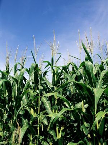 Can I Plant Different Varieties Of Corn Together In The Garden