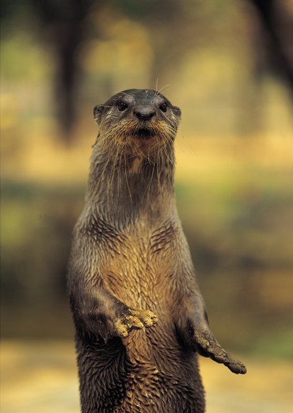 What Does a Small Clawed Otter Eat? | Animals - mom.me