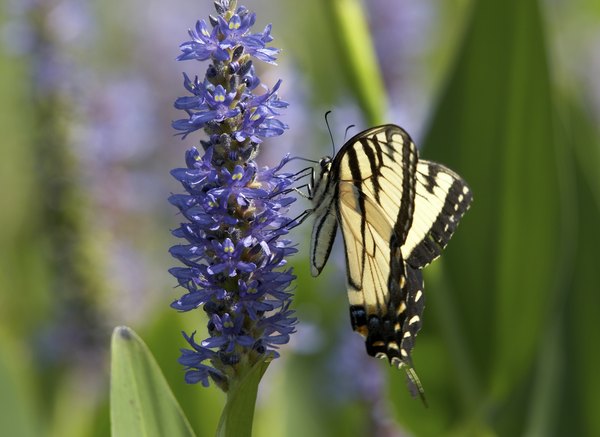 A butterfly sips nectar from a pickerelweed plant.