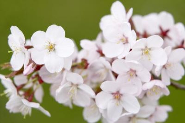 Yoshino Cherry Pests Disease Home Guides Sf Gate Yoshino Cherry Pests Disease Home