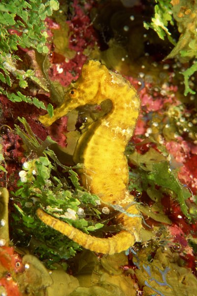 The Seahorse's Male Pregnancy | Animals - mom.me