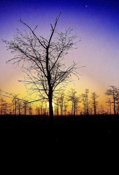 Dwarf pond-cypress forms dry-season savannas in the Everglades.