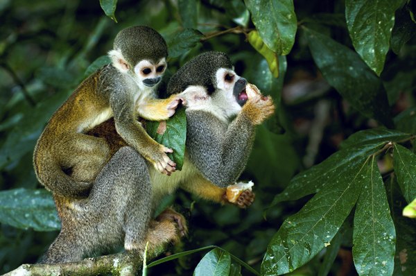 A selva amazônica é um lugar mágico