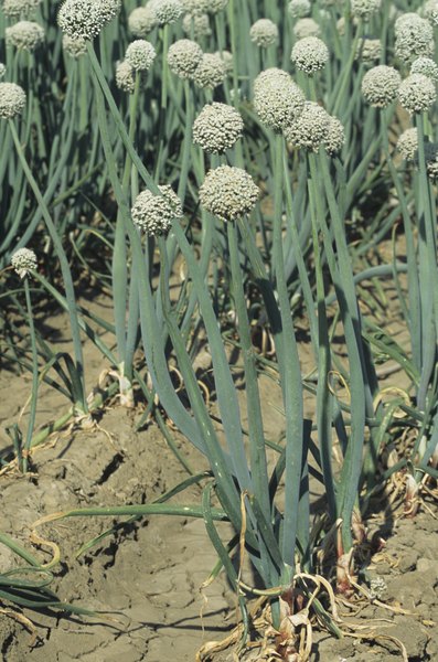 How Long Does It Take To Grow Garlic In Containers Home Guides How Long Does It Take To Grow Garlic In Containers Home Guides Sf Gate