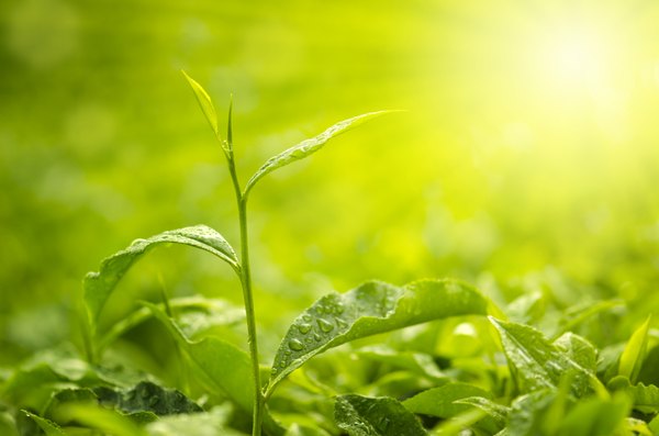 Green plants use sunlight to create energy.