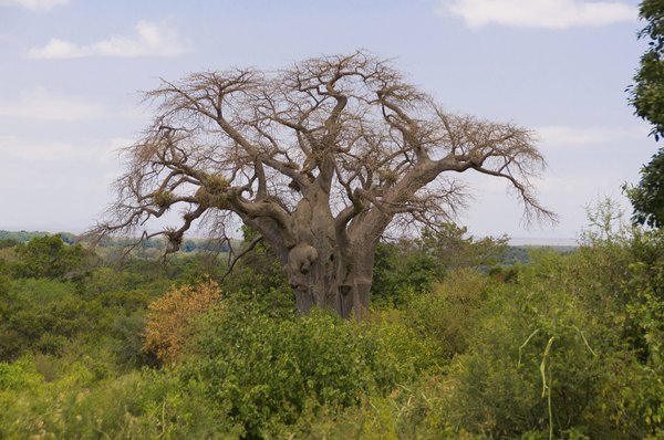 A baobab tree with its distinctive trunk and limbs.