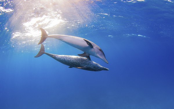 Two dolphins swim in the ocean