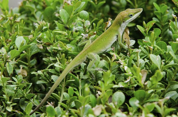 the region is also home to reptiles like the green anole