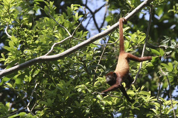 Deforestation leads to a loss of habitat for animal species.