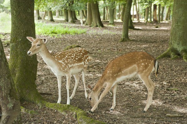 two juvenile spotted fawns